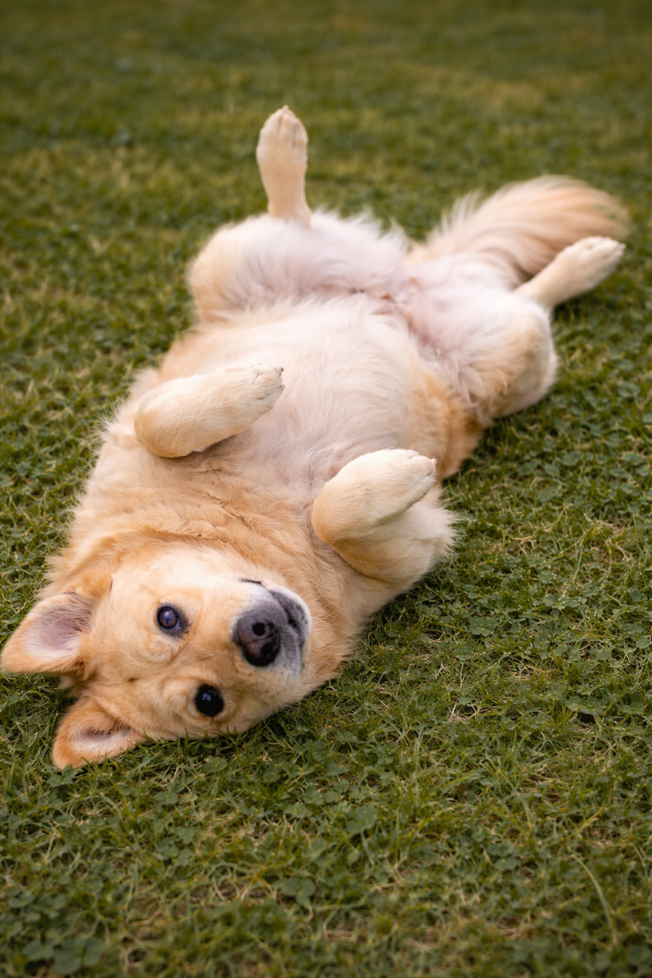 Jak vypadá podřízení psa (submise)?